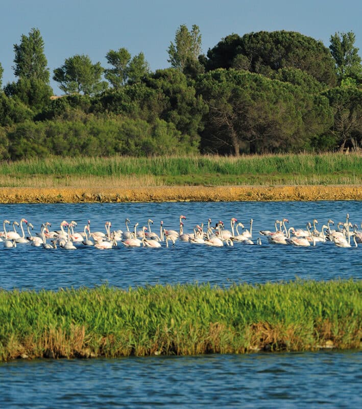 Pourquoi venir ? Canal du Midi, plages sauvages et biodiversité : des paysages d'exception - Office de Tourisme Cap d'Agde Méditerranée