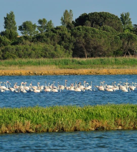 Revenir pour l'énergie du printemps - Office de Tourisme Cap d'Agde Méditerranée