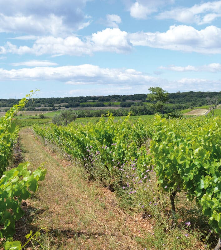 Vignes viticulture raisonnée